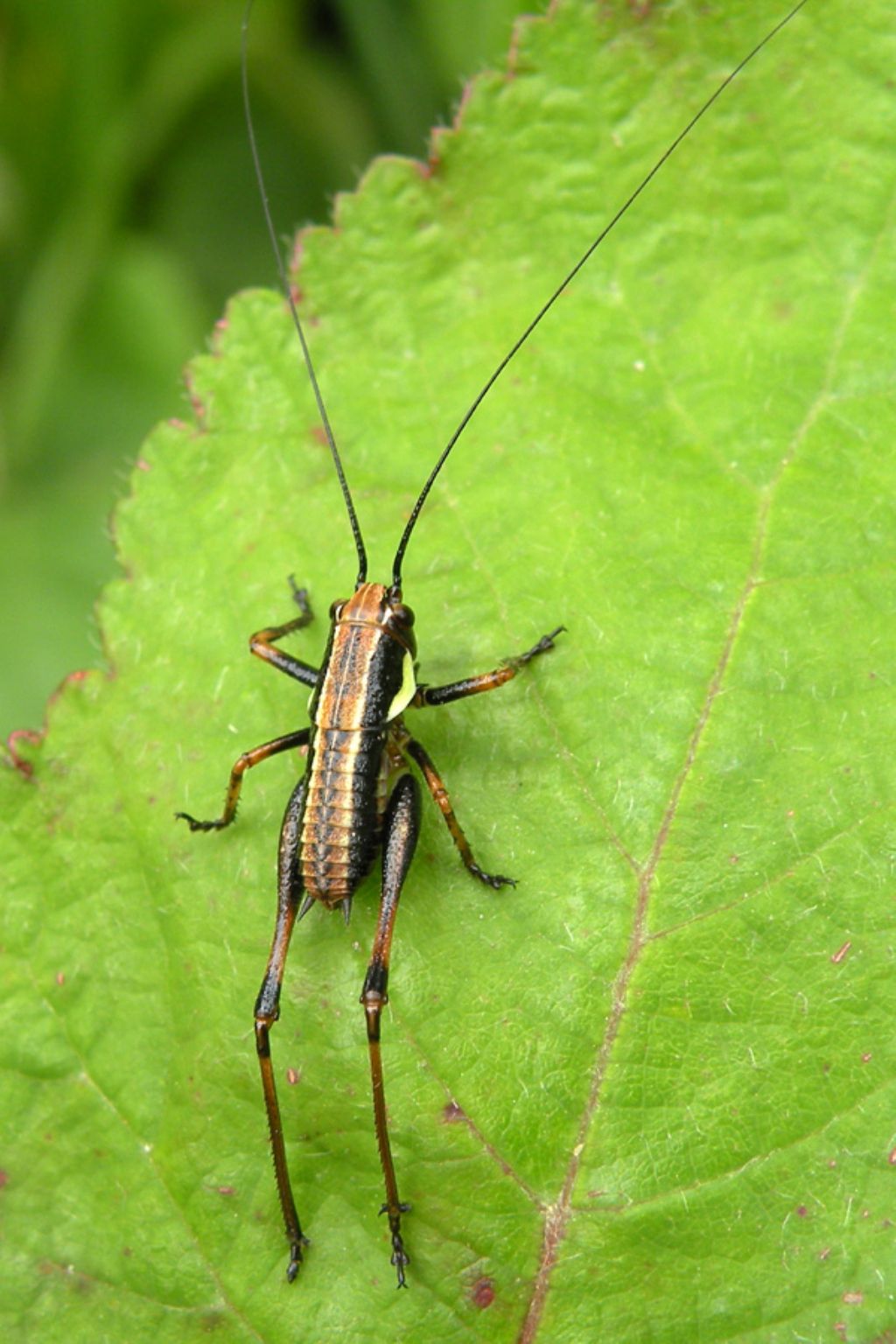 Tettigoniidae: Pholidoptera griseoaptera in vari stadi di sviluppo?   S!